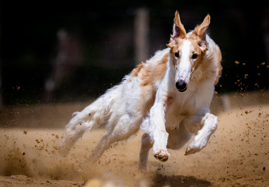 dog, canine, race-5442450.jpg