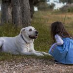 Dog Poop Pickup in Carmel, Indiana