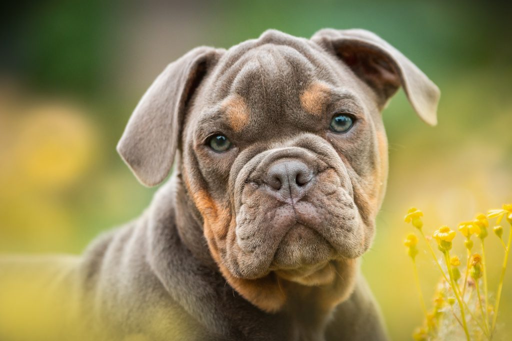 Dog Poop Pickup in Carmel, Indiana