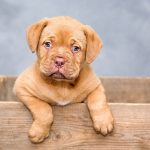 Dog Poop Pickup in Carmel, Indiana